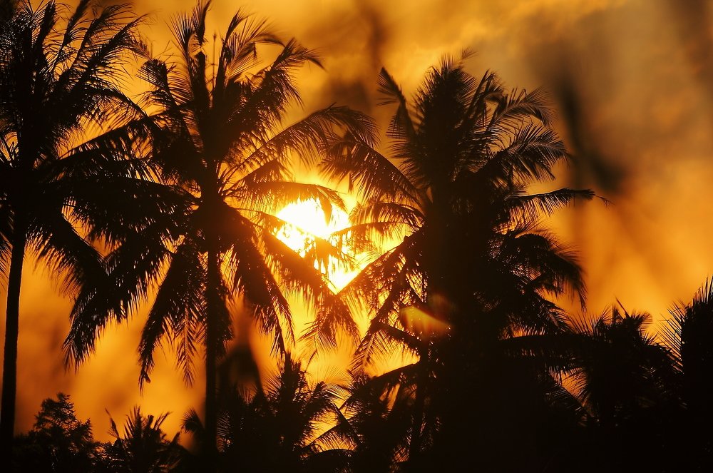 Cocconunt border to the field