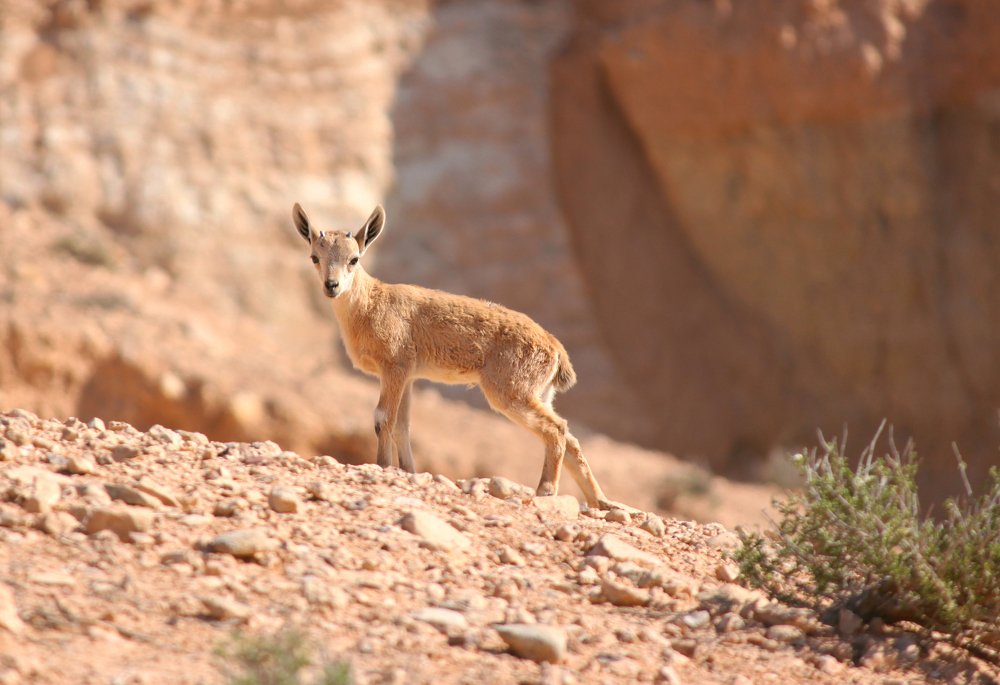 A little mountain goat in the Negev desert.