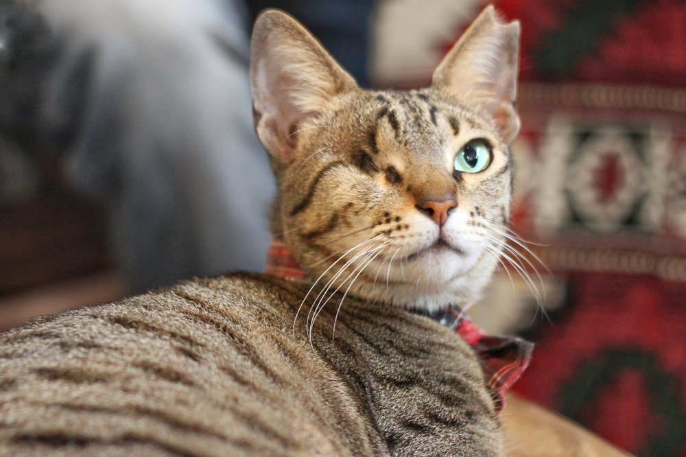 Bitten and Bruised but not broken