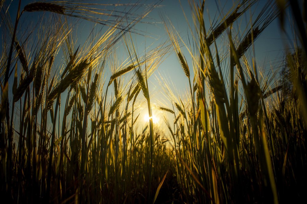 Колосья лета