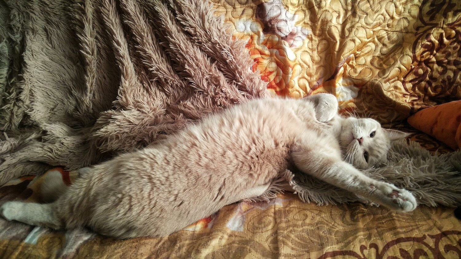 Ренессанс
