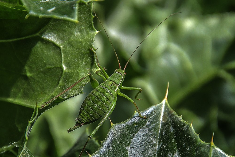 Совсем зелененький
