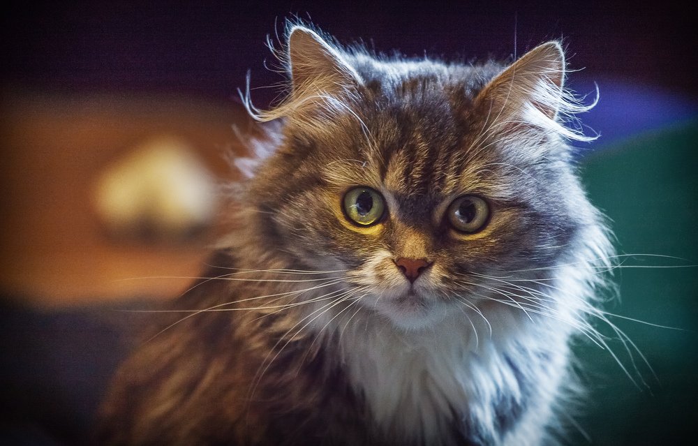 Кошка домашняя