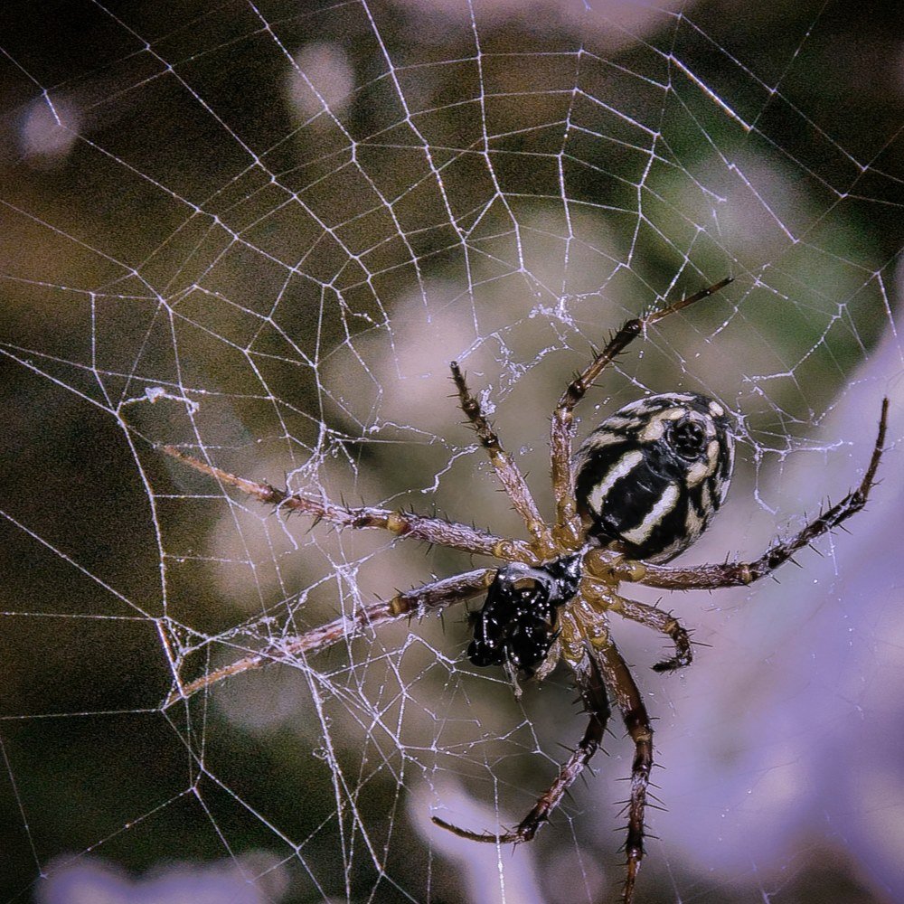 Photograph by Mahnaz Seif