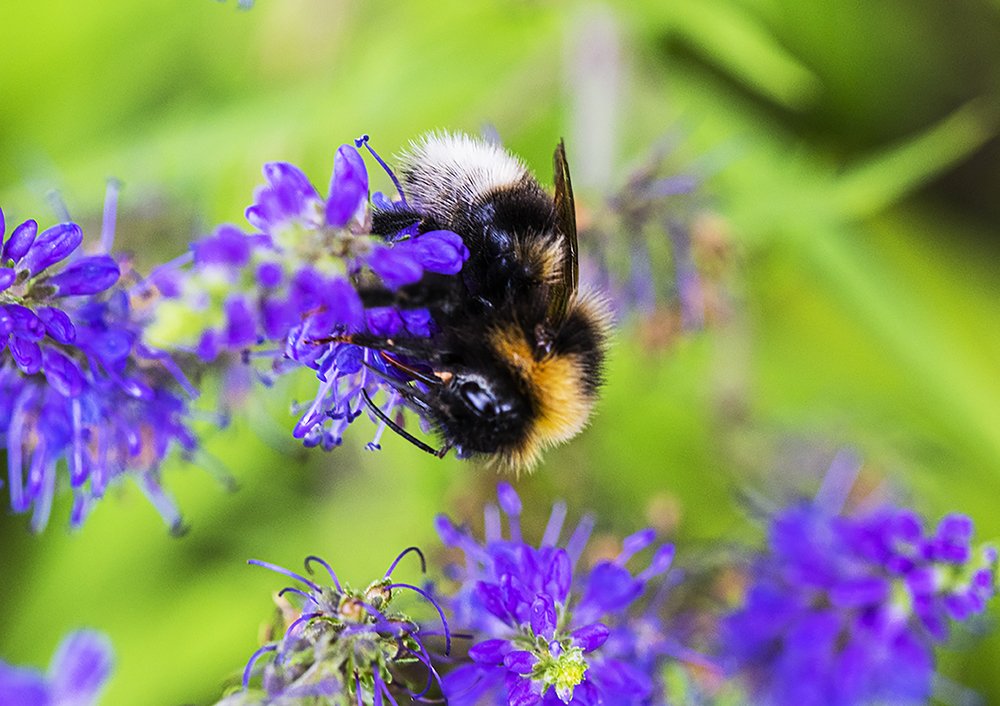 Шмель на синем цветке