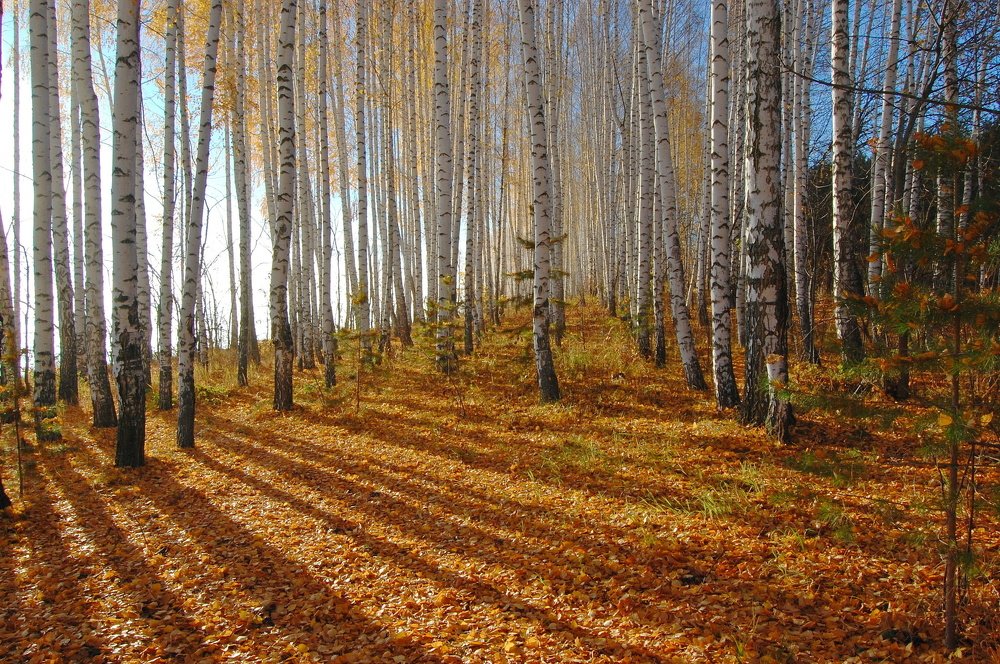Березовый рассвет