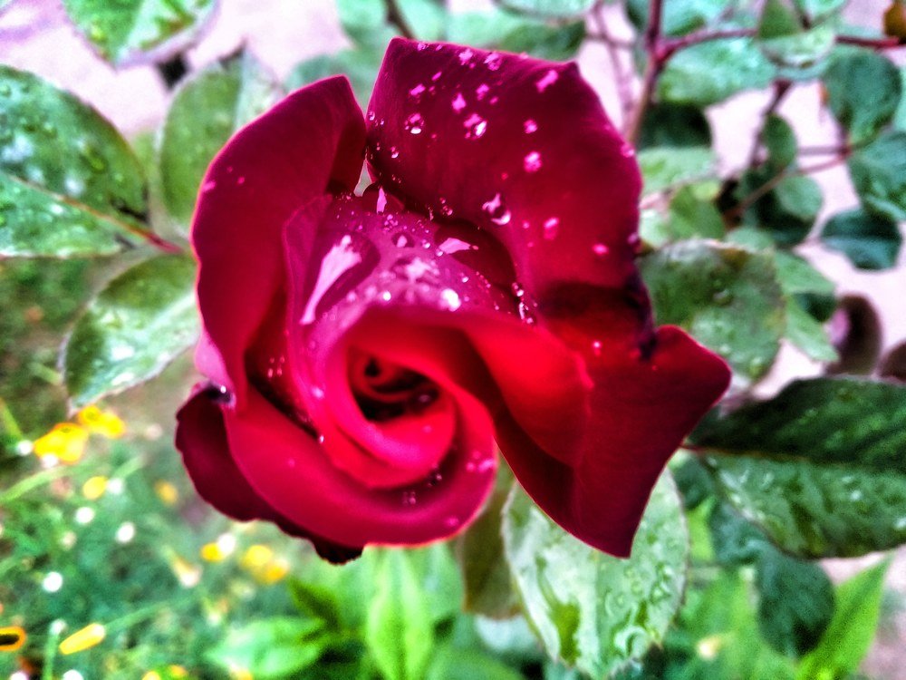 Rain drops on rose