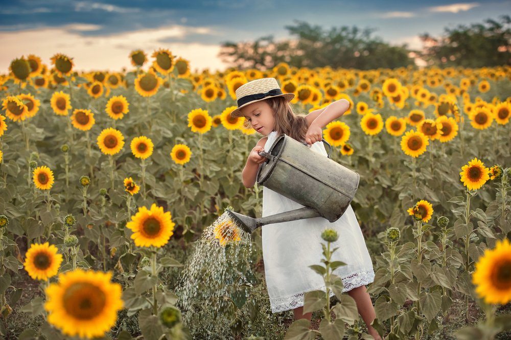 Подсолнухи!