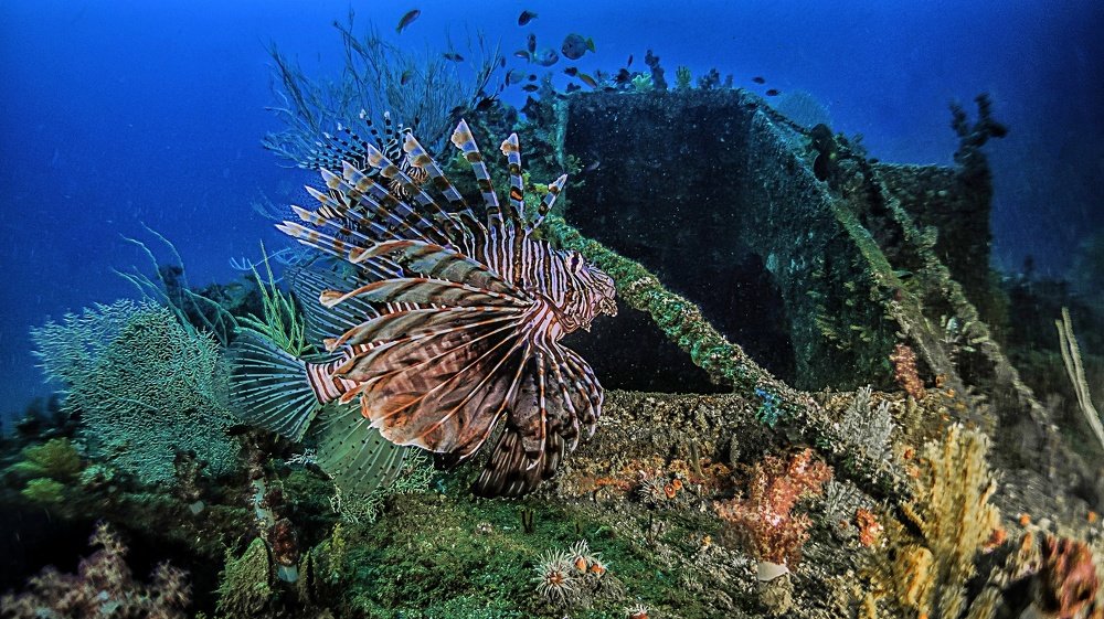 Lionfish on the boat