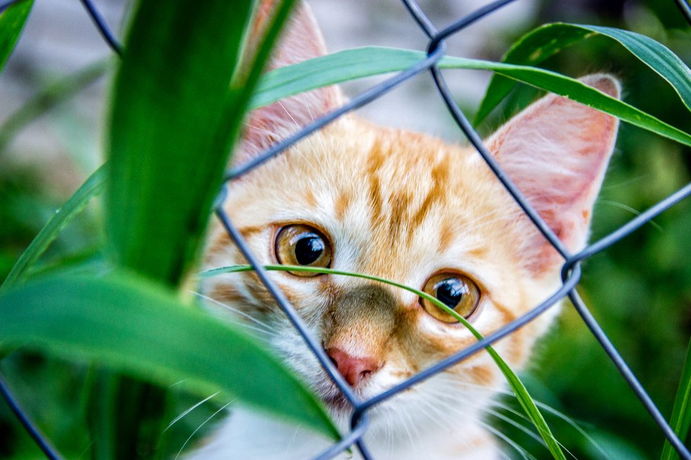 Кот за сеткой