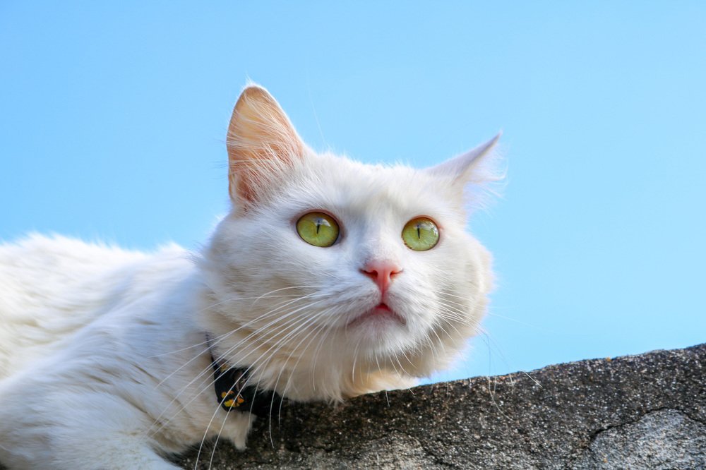 Yuki