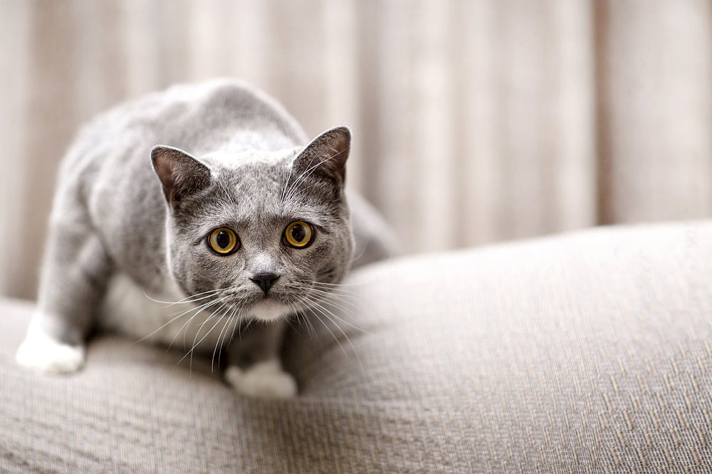 - А что это вы тут делаете?