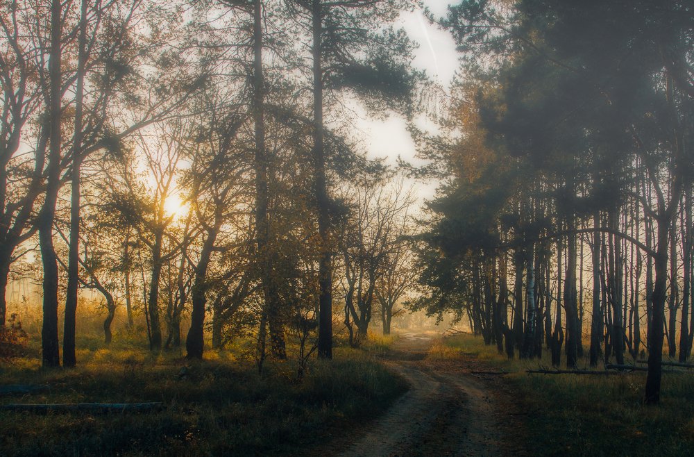 Ранее утро в лесу