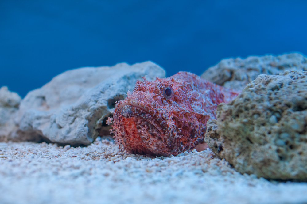 Photograph by Artur Tsvaygenbaum