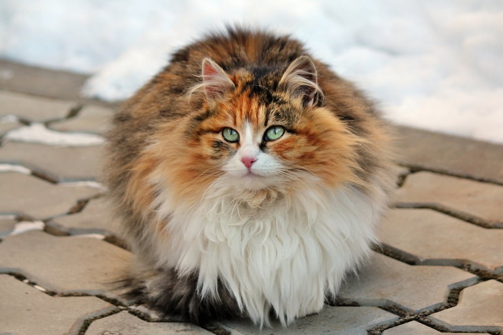 Кошка-шар