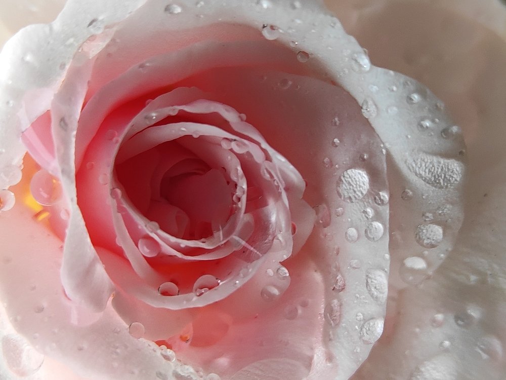 Photograph by sandhya kudli