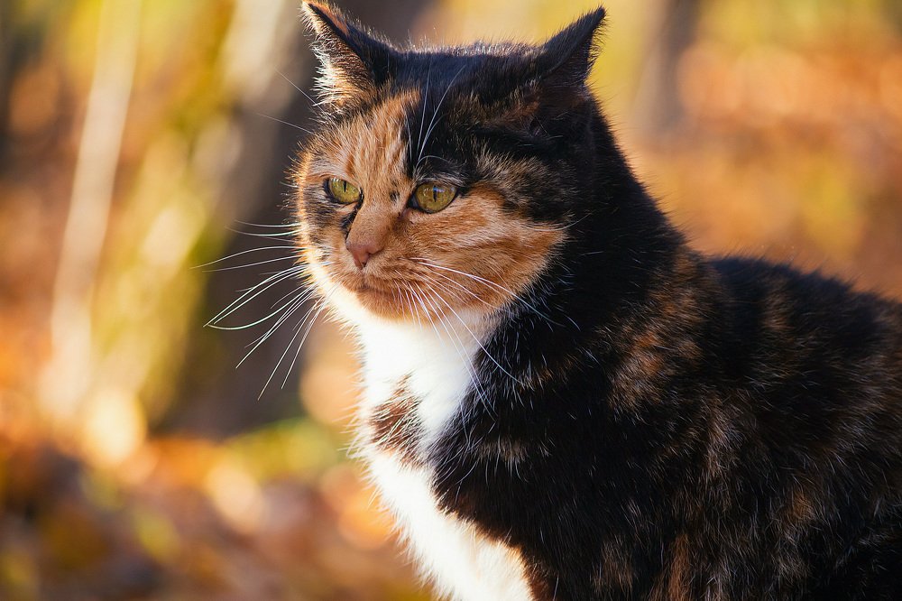 Королева осени