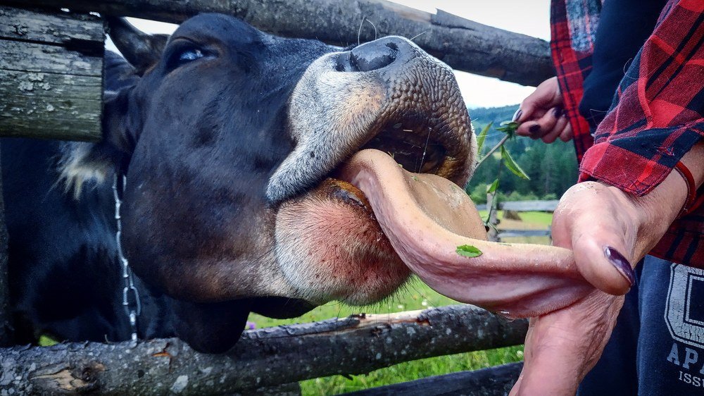 Длинный язык