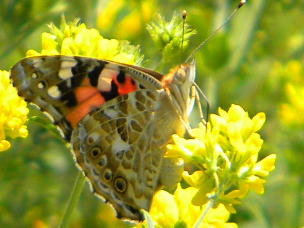 Butterfly time
