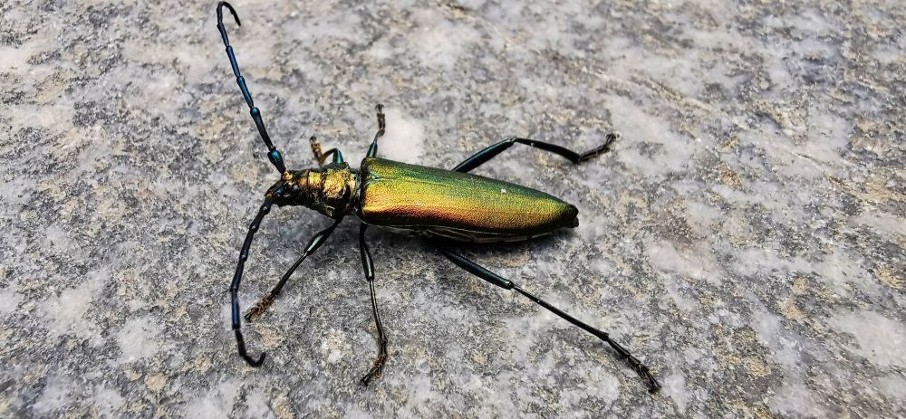 Pezsmacincer (Aromia moschata) - HDR - SL3 - SuperMacro