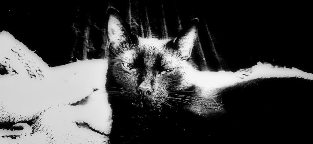 Pug B&W portrai - HDR - ON1 - SL3