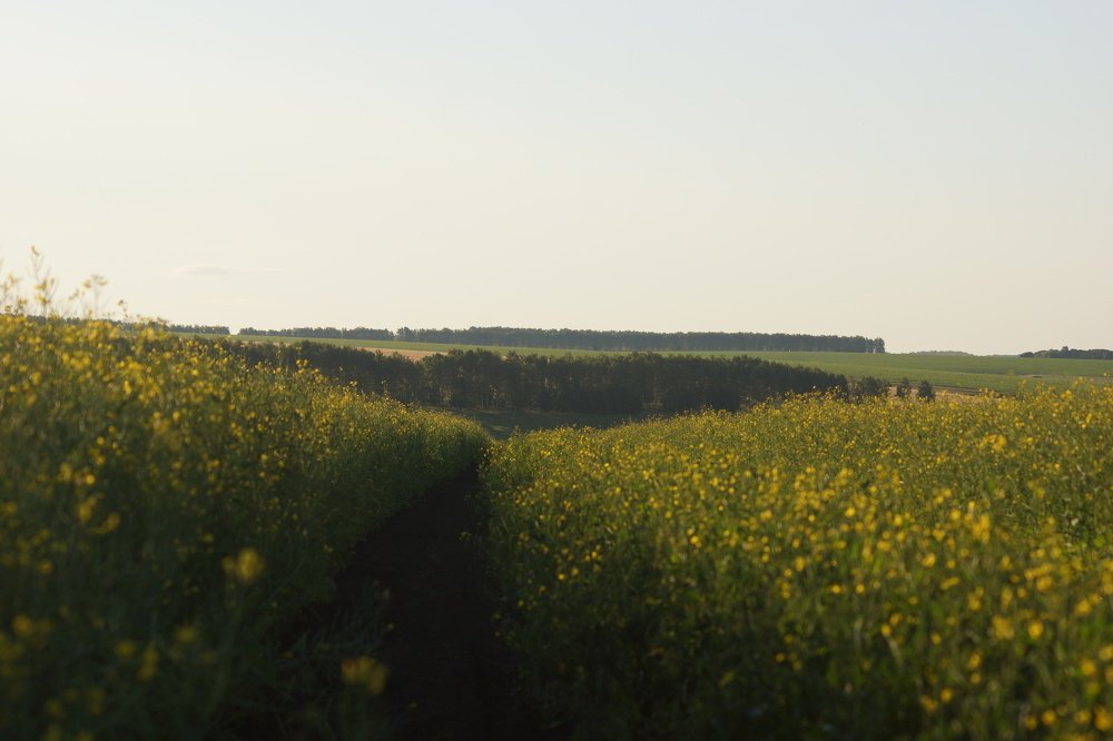 дорогой цветом