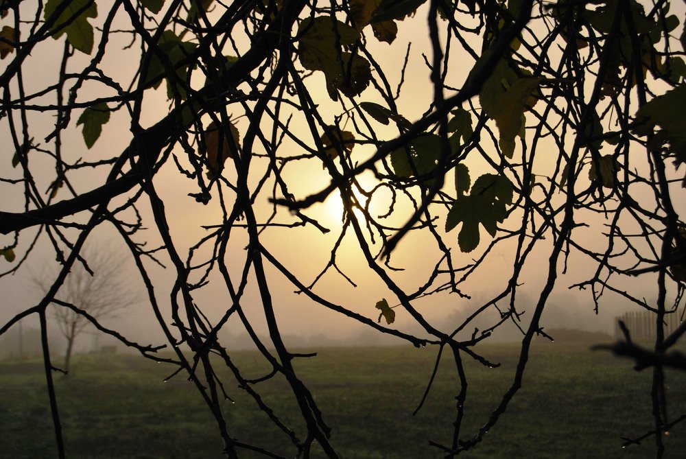 Sunrise with fog