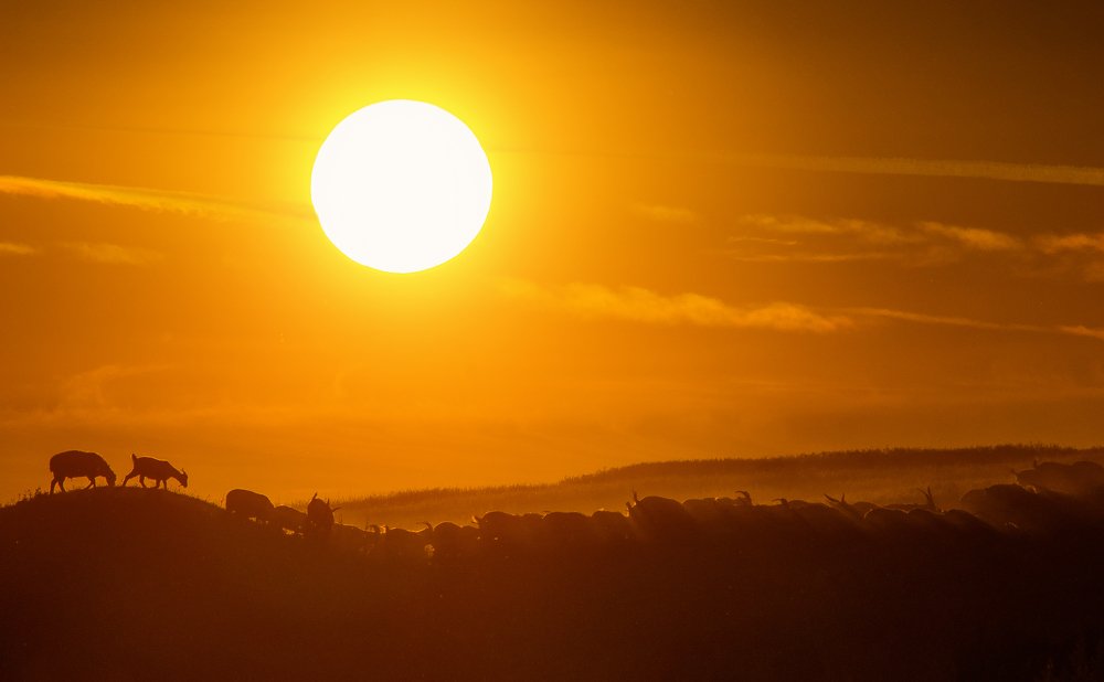 Стадо овец на фоне заходящего солнца степи.