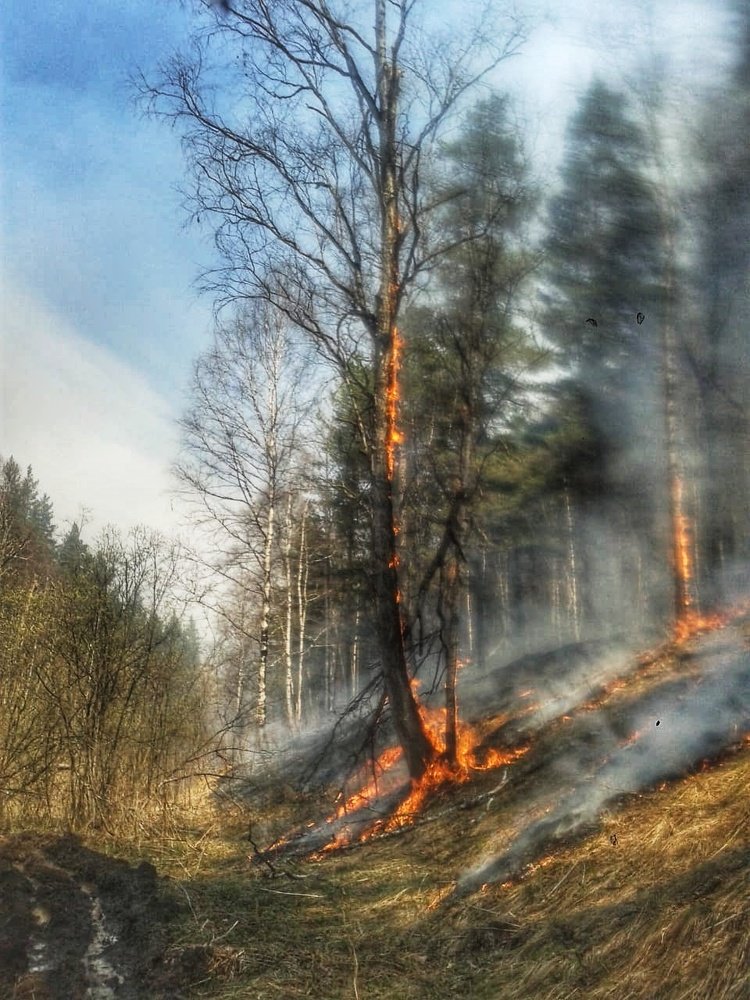 Лесные пожары