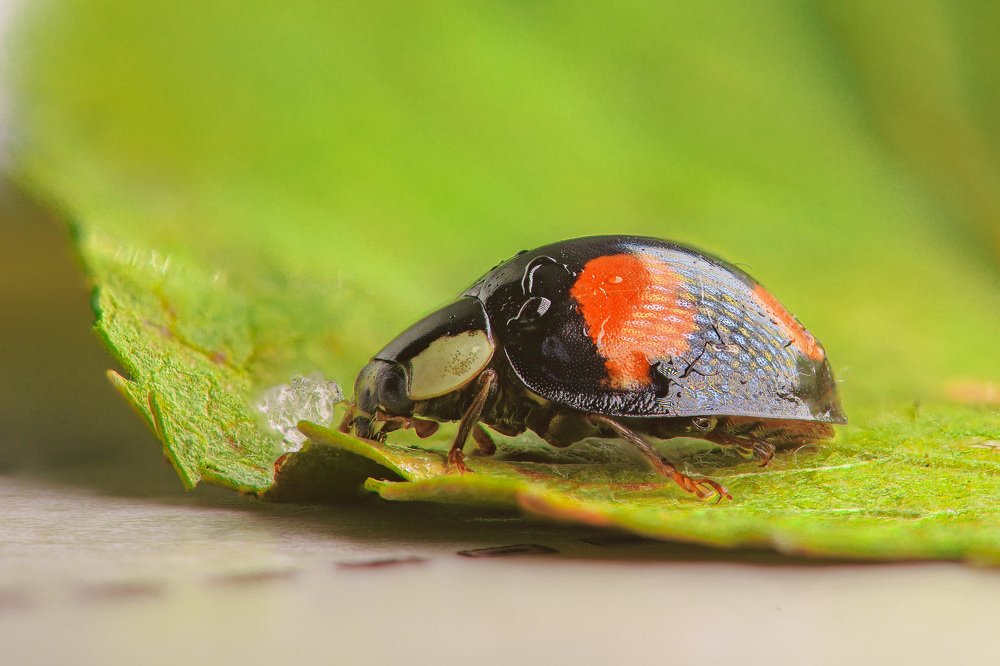 Coccinelle mademoiselle