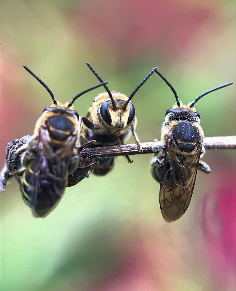 Sleeping Wasps