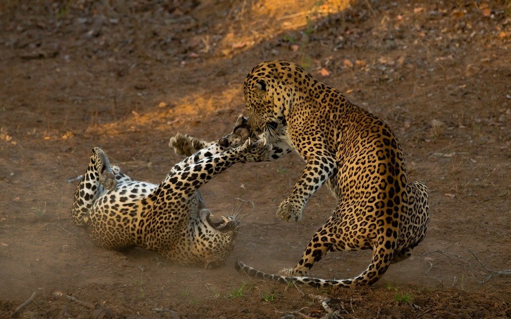Father Teaching the son who’s the Boss