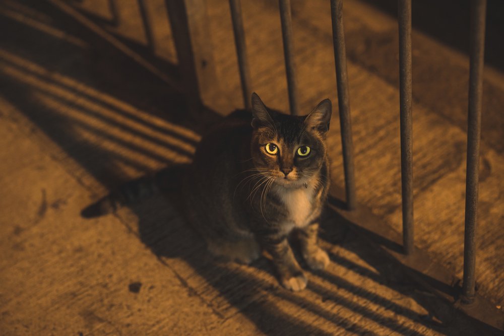 ночная жизнь