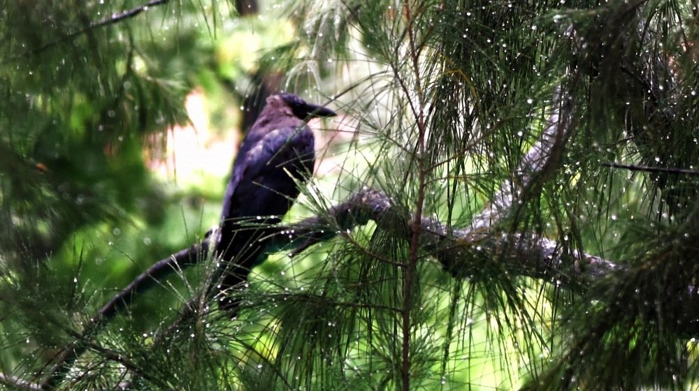 Photograph by  MD RIZWANULLAH SHUVO