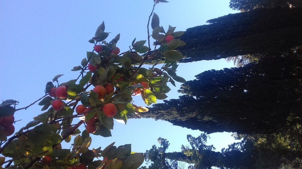 Persimmon bloom