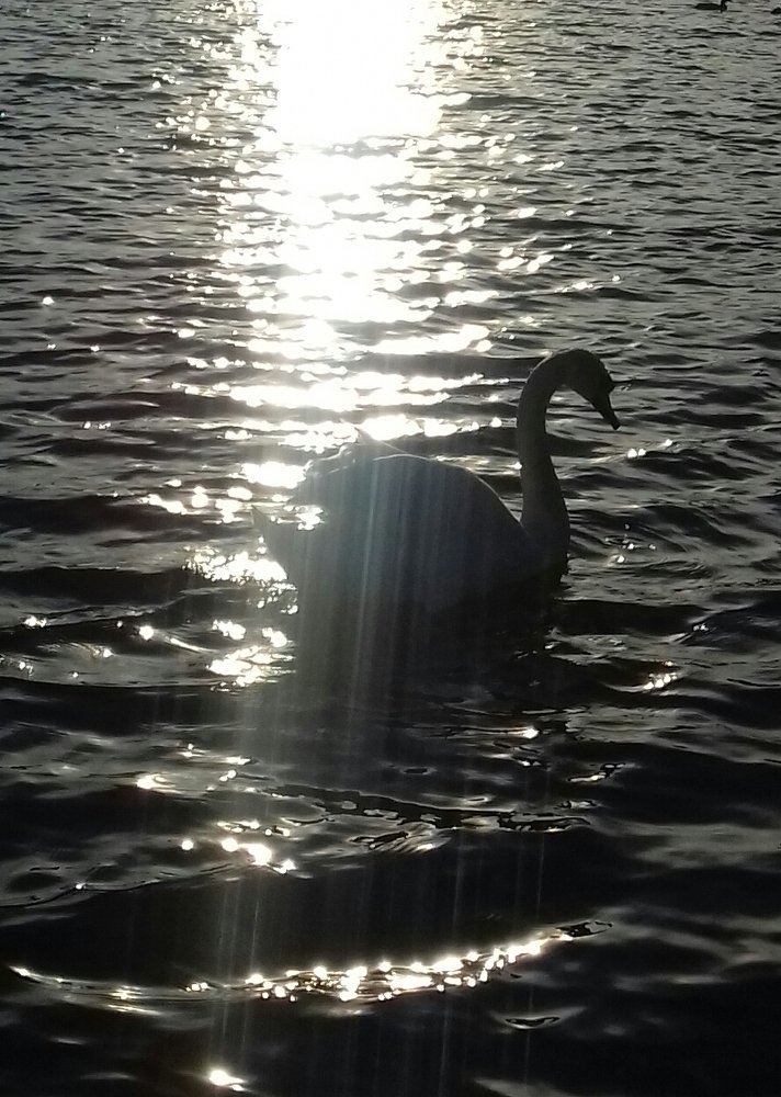 Swan at sunset