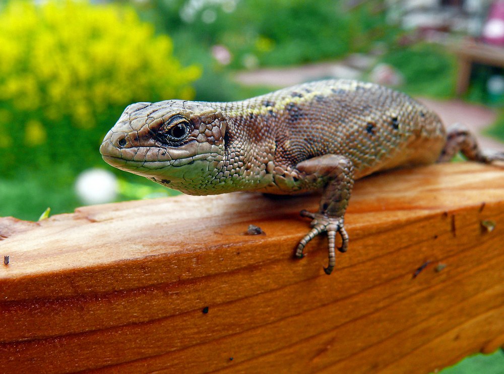 Любопытная гостья