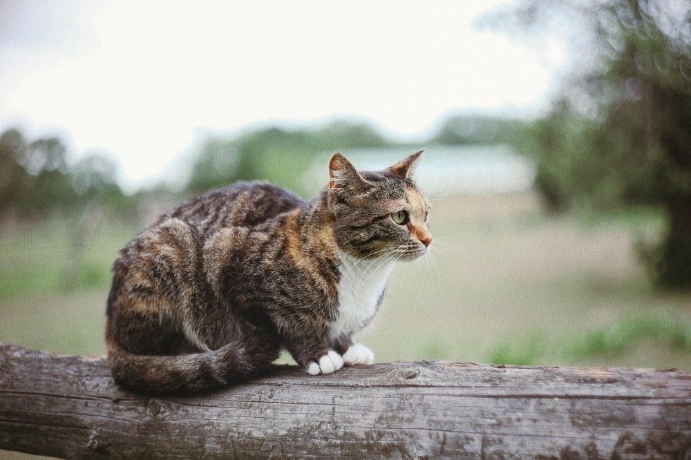 Кошачий представитель Ясной Поляны