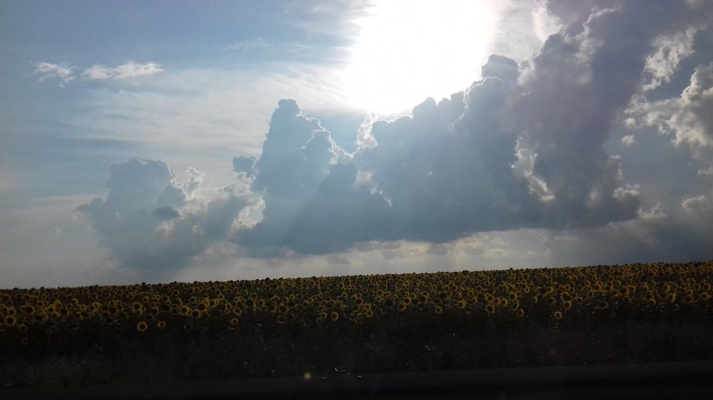 Sunset in sunflowers