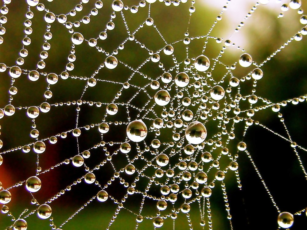 Photograph by Алька Вереск