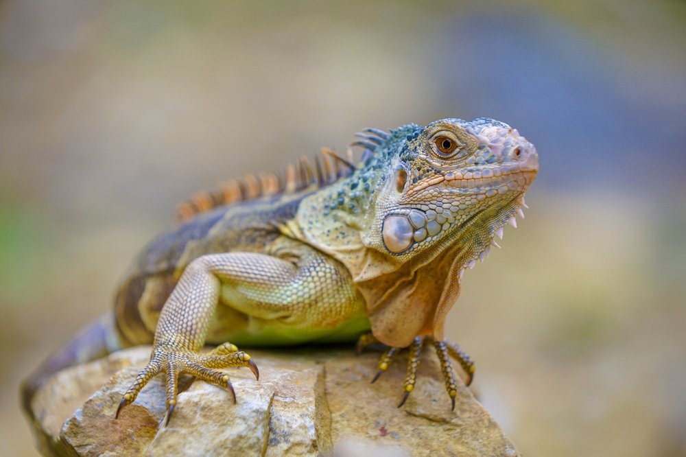 Photograph by Firman Hakim