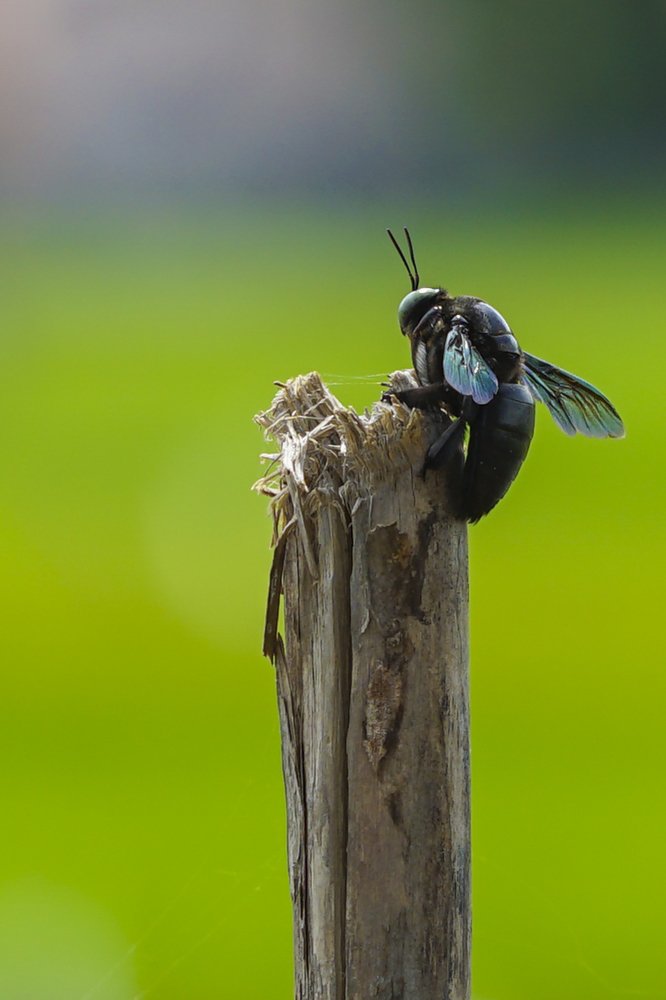 Photograph by Firman Hakim