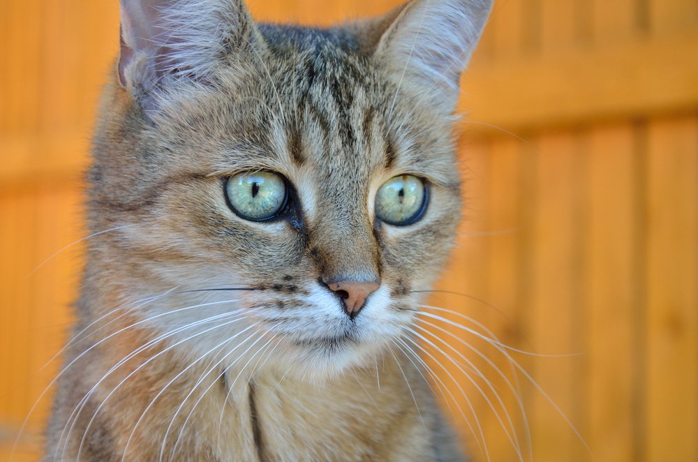 Photograph by Оксана Астрова