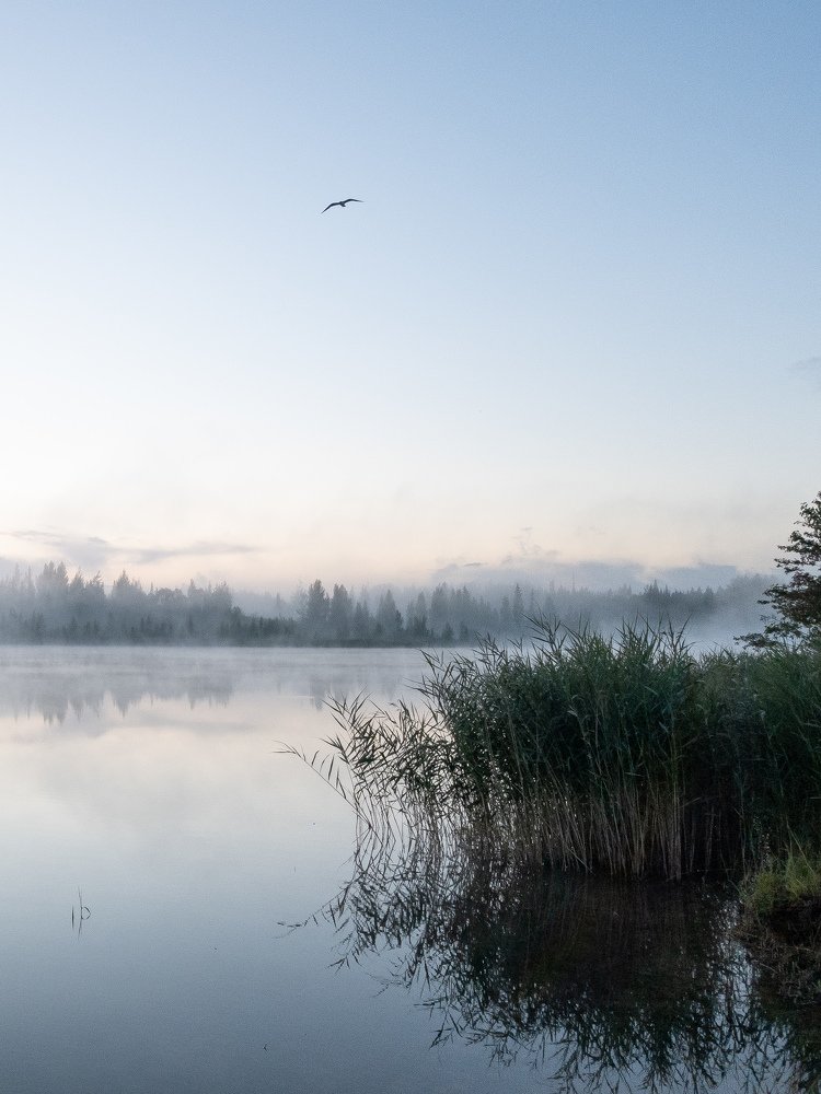 Туман над озером