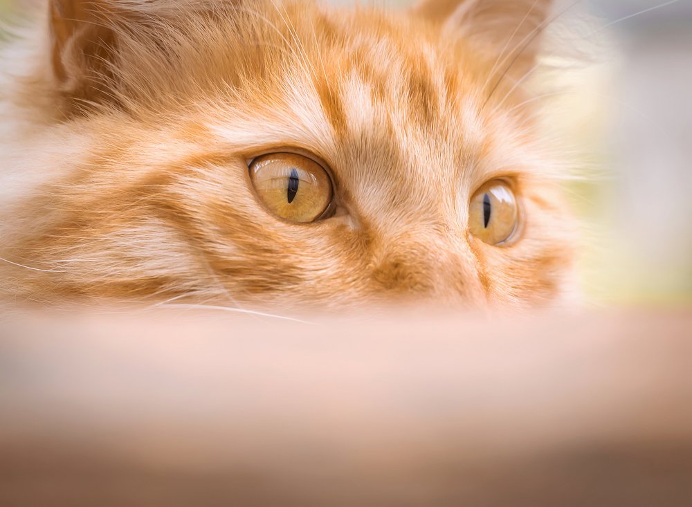 Эти глаза напротив...