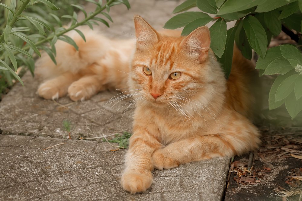 Благородство в крови!