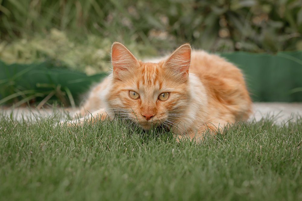 На старт... Внимание...