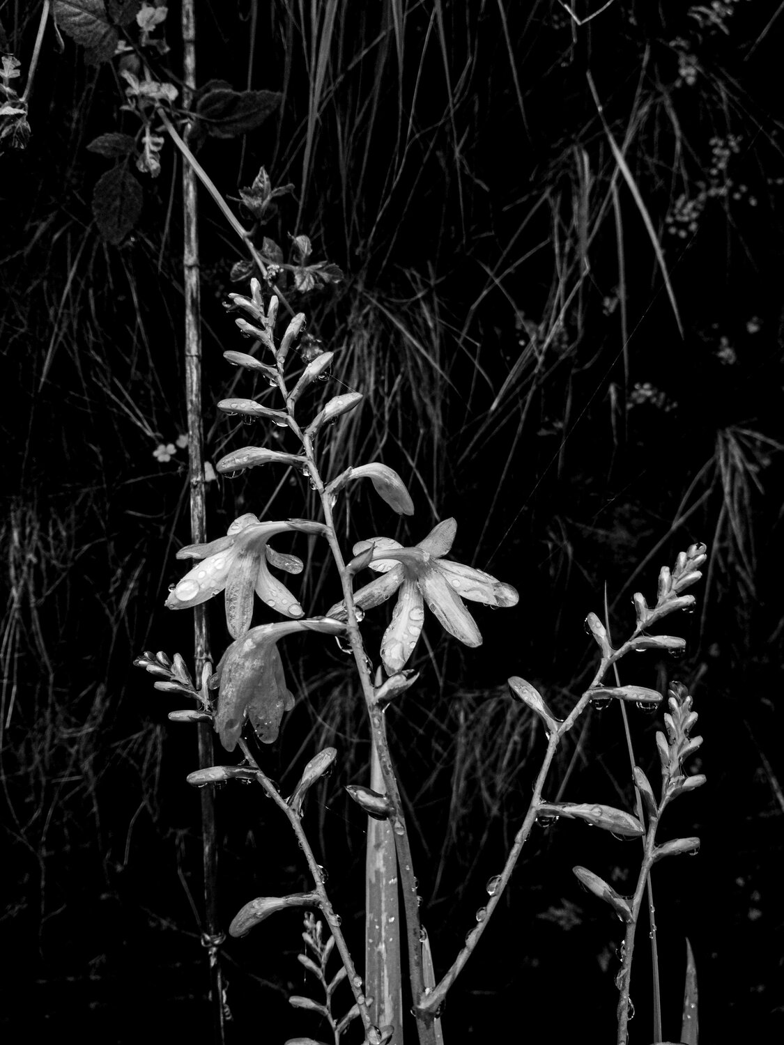Flower down the street