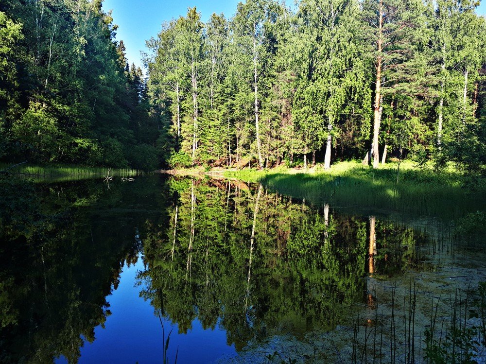 Лесной водоем