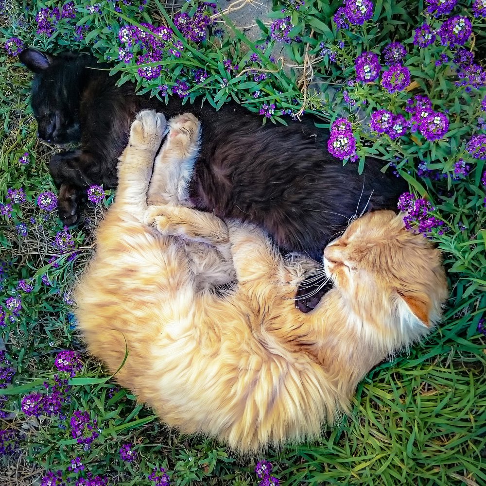 Послеобеденный отдых)